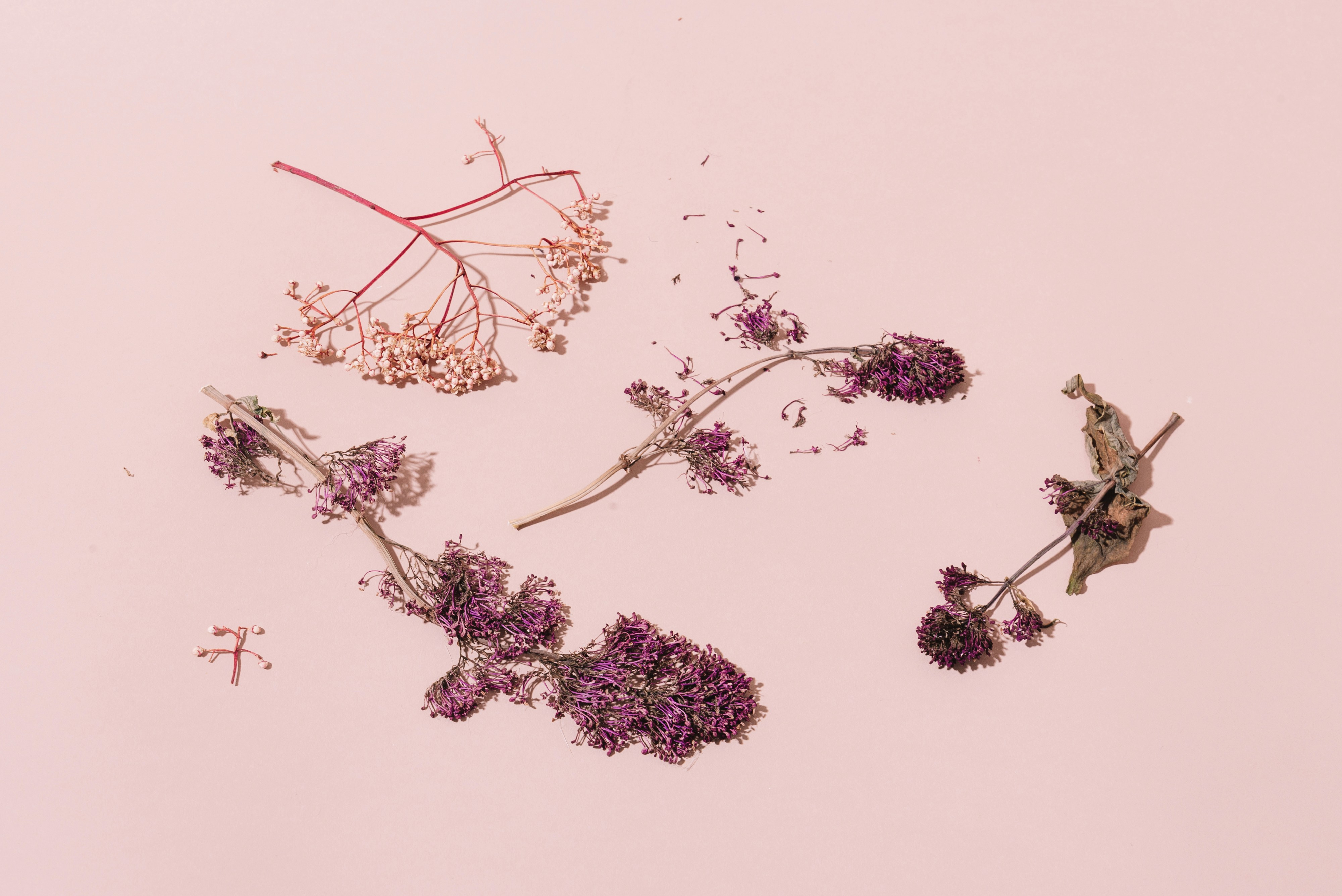 shallow focus photo of purple flowers on white surface