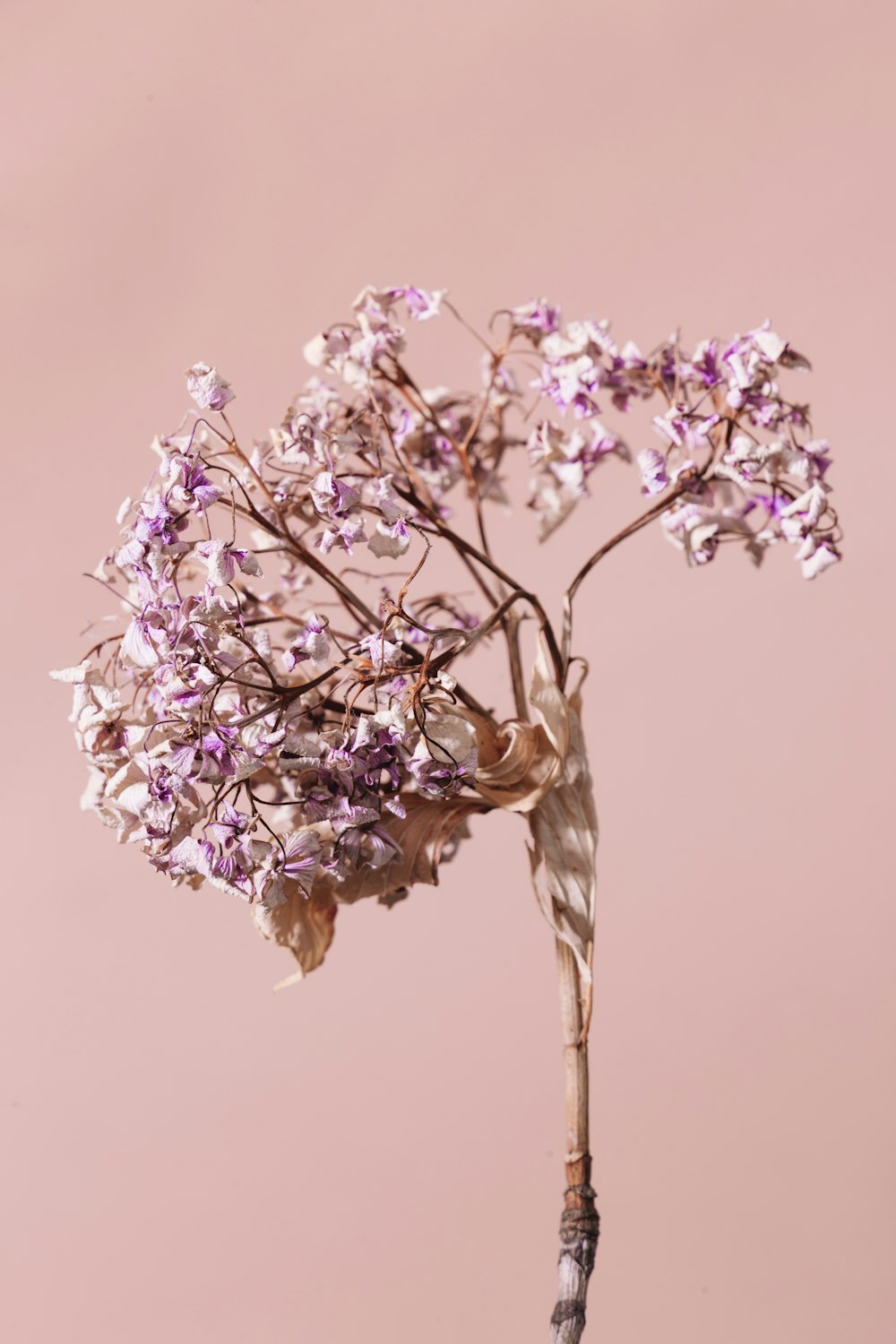 shallow focus photo of white and purple flowers