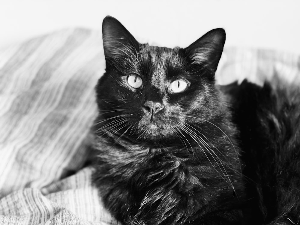 cat lying on textile