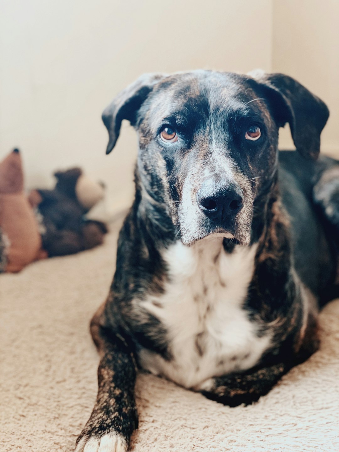 black and white dog