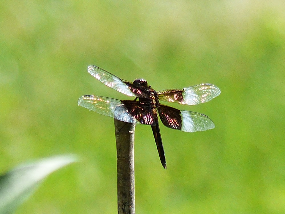 dragonfly on wood