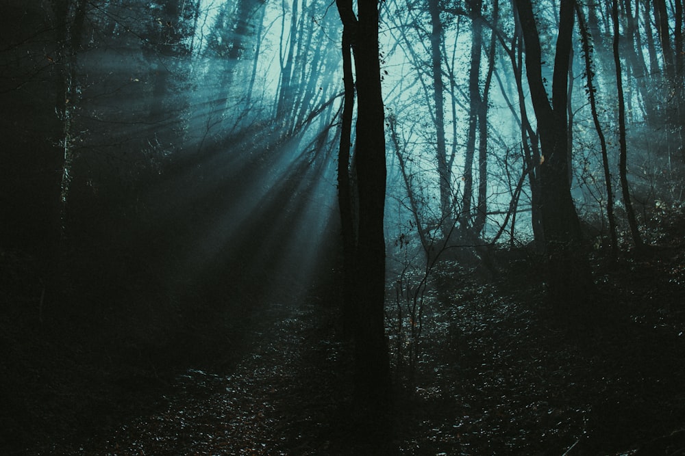 silhouette of trees with ray of light