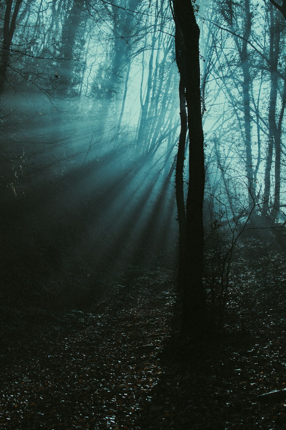 trees during night