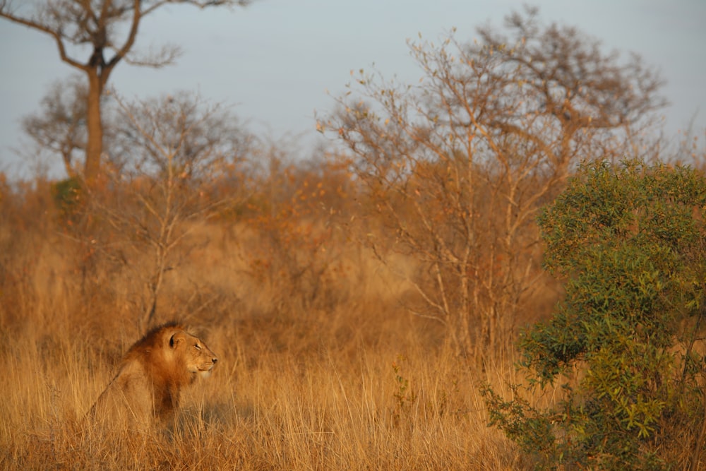 Lion brun près des arbres pendant la journée