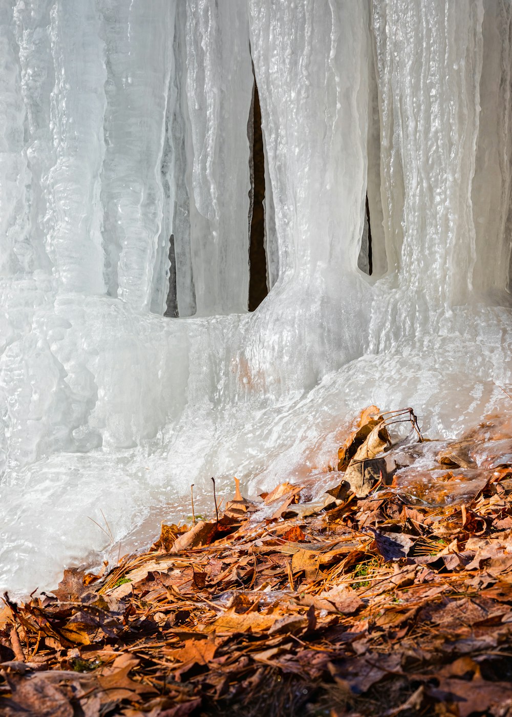 withered leaves