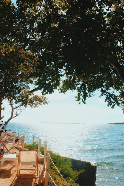 white and brown chair beside green tree near body of water
