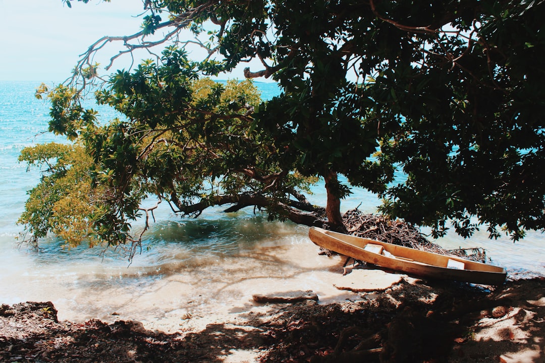 tree by the beach