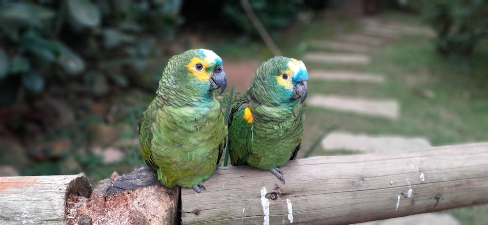 two green-yellow-and-blue parrot birds on gray plank