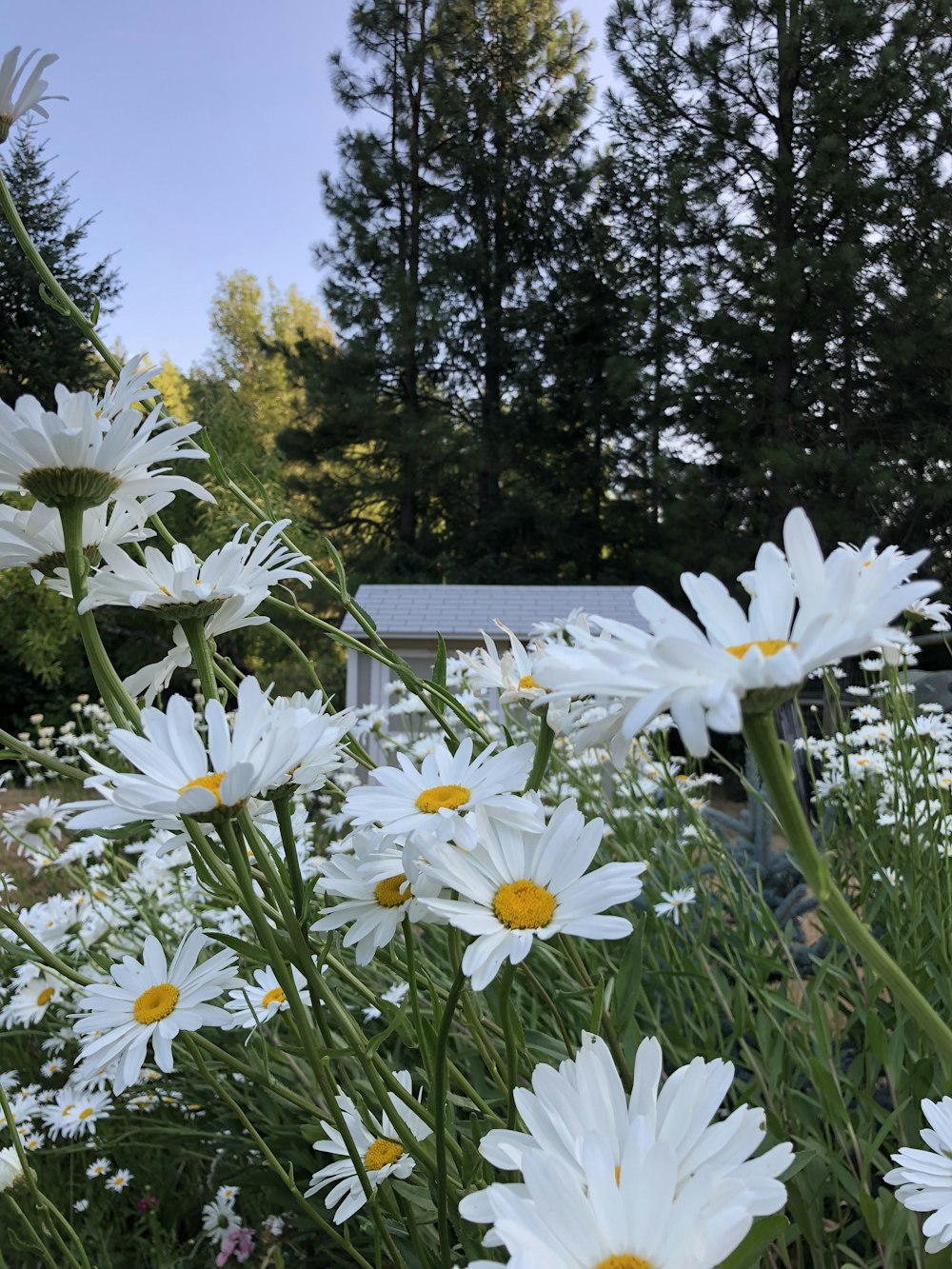 white flowers