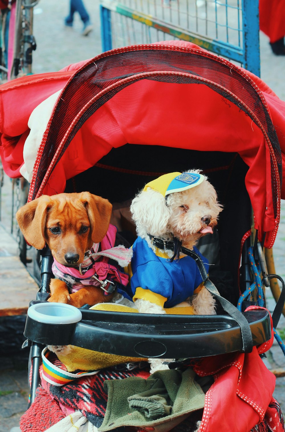 cães no carrinho de bebê