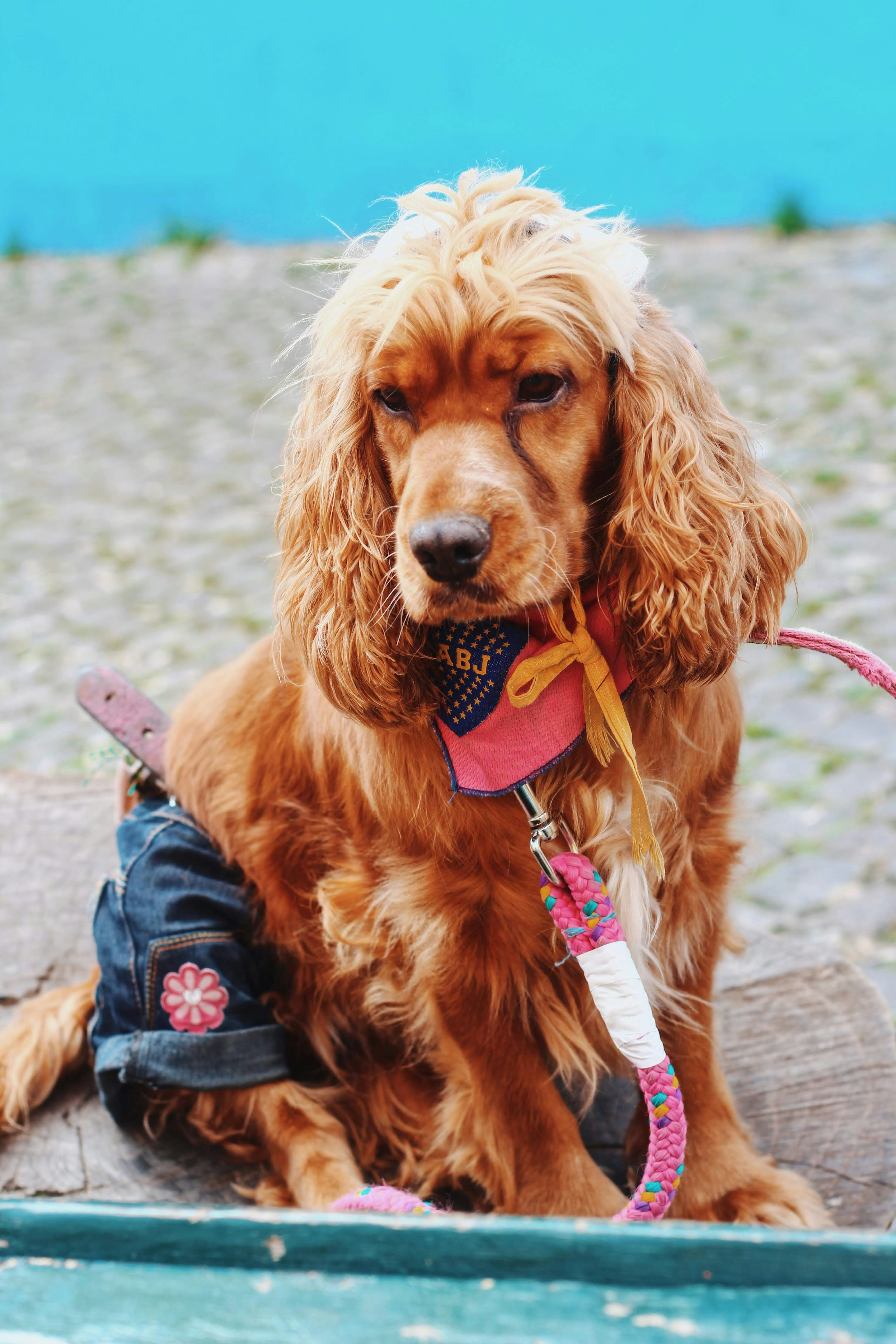 brown dog wearing blue denim shorts