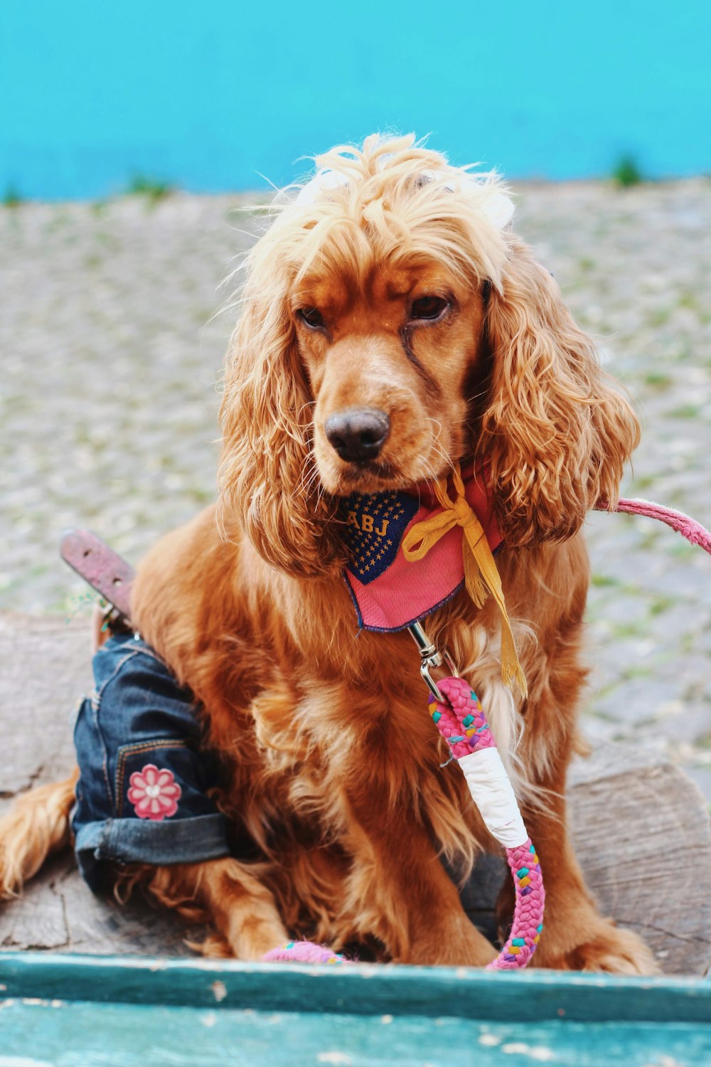 brown dog wearing blue denim shorts