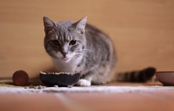 cat eating out of a pet food bowl