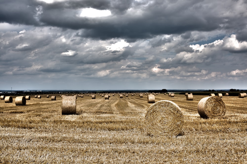 blocks of whey on field