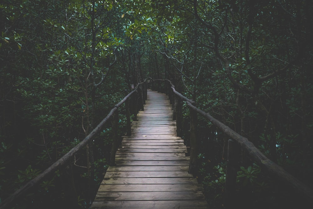 brown wooden bridge