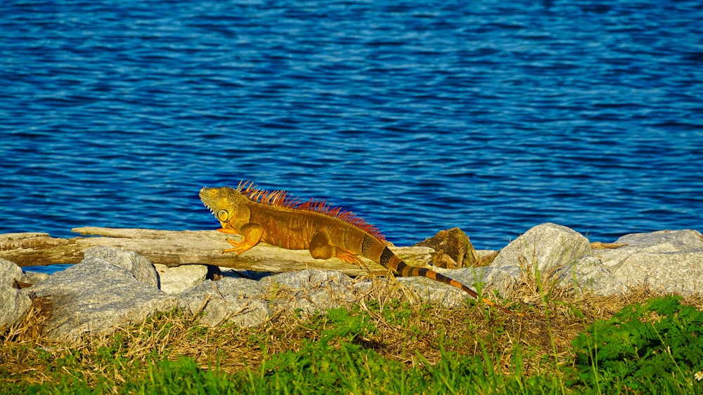 iguana on rocks