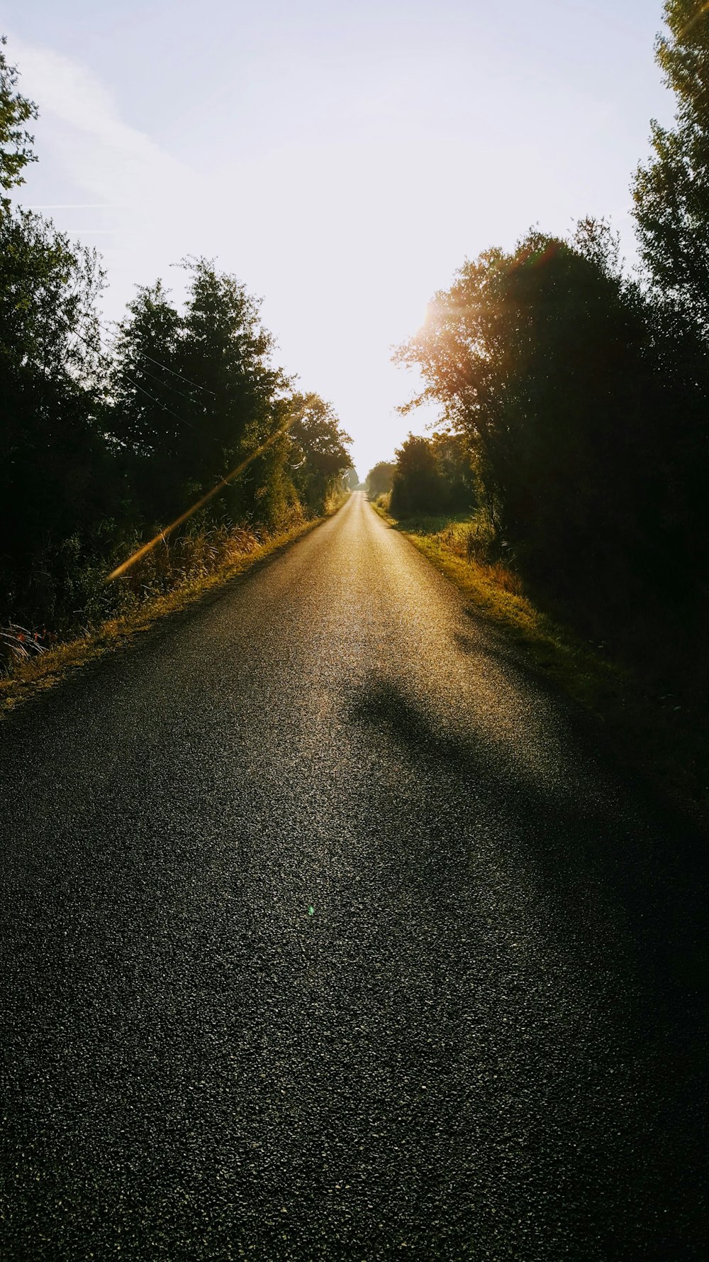 empty road surrounded with trees