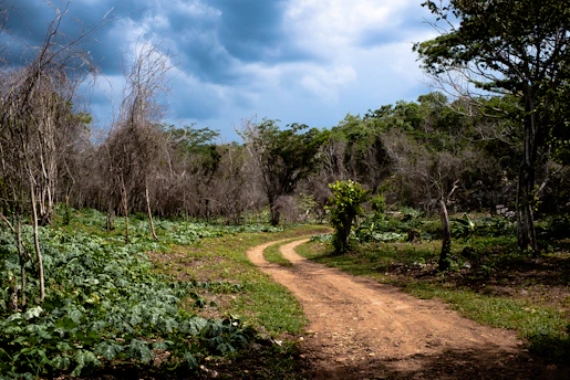 A close-up of a vibrant forest path winding through tall Danish trees on an overcast day.