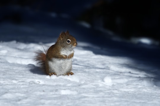 brown squirrel on snow ground in Parc Maisonneuve Canada