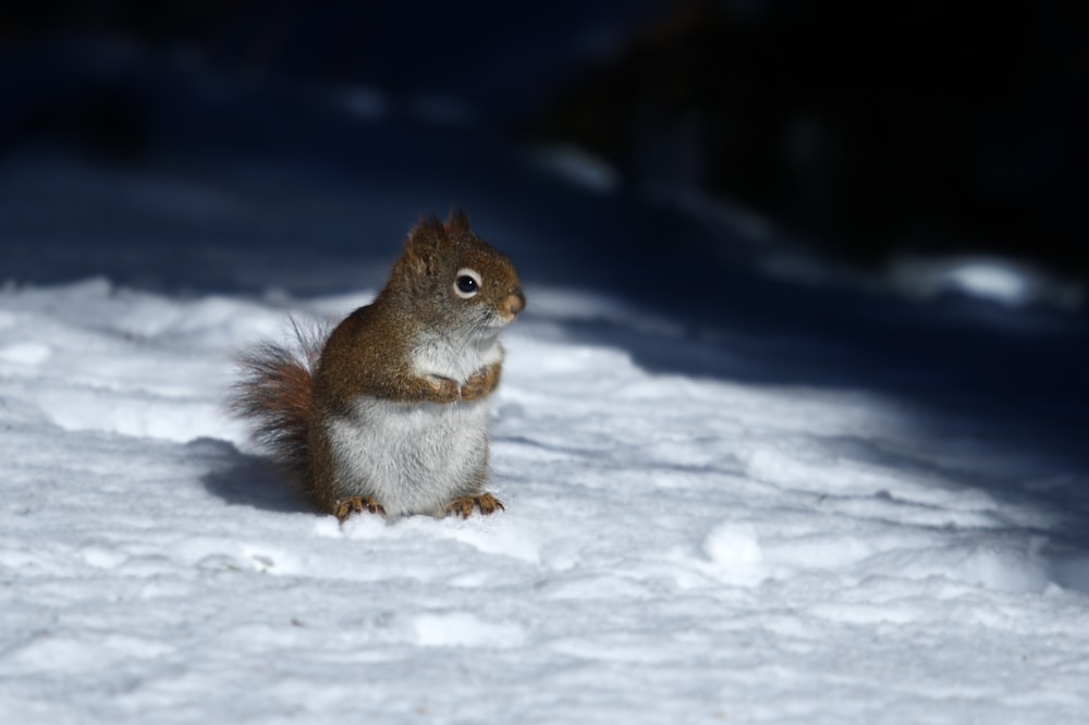 brown squirrel on snow ground