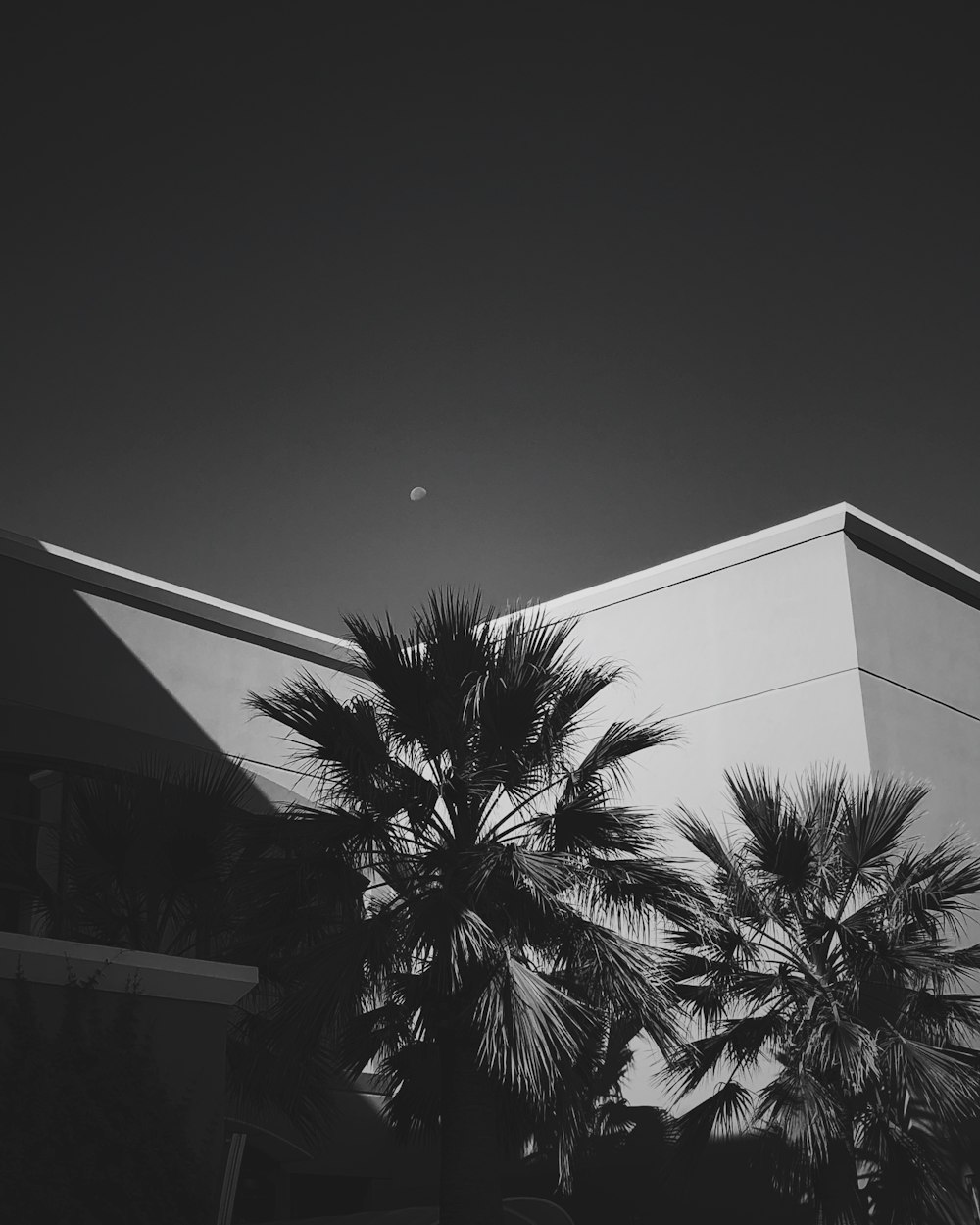 grayscale photo of palm tree near house