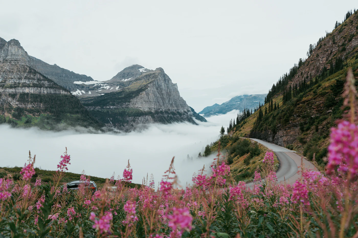 Mountain road curving along a cliff above low cloud and wildflowers in Glacier National Park