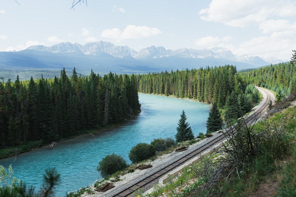 road, forest, and river during day