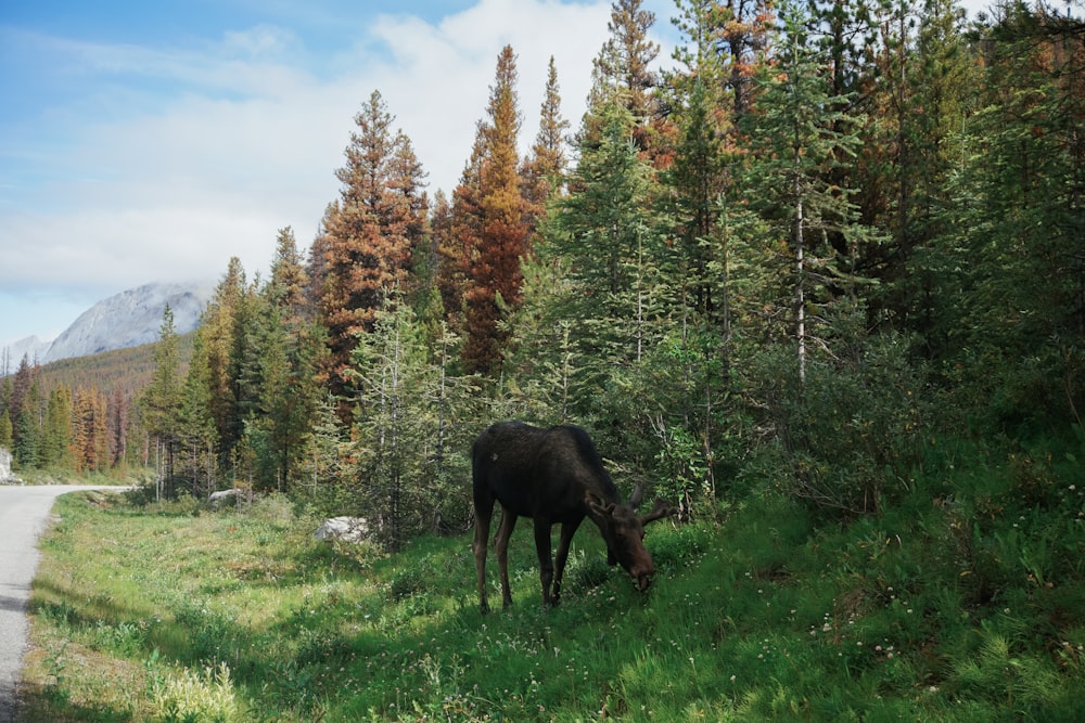 brown moose eating grass on sidewalk