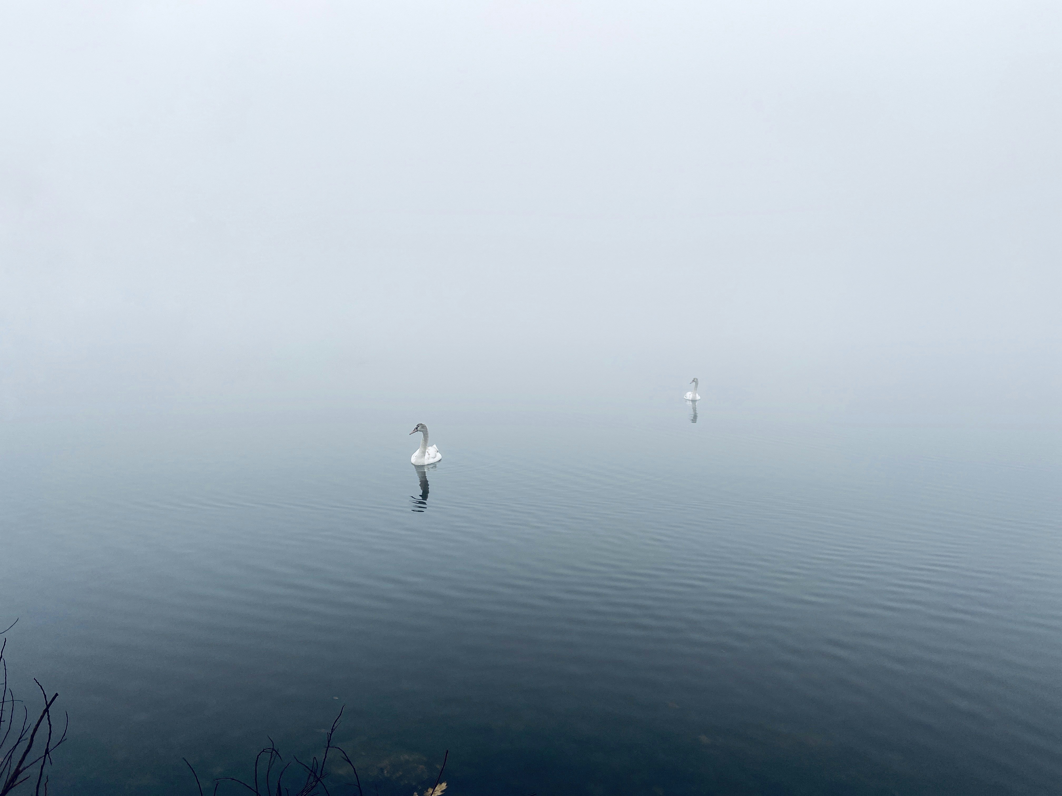 white swan floating on body of water