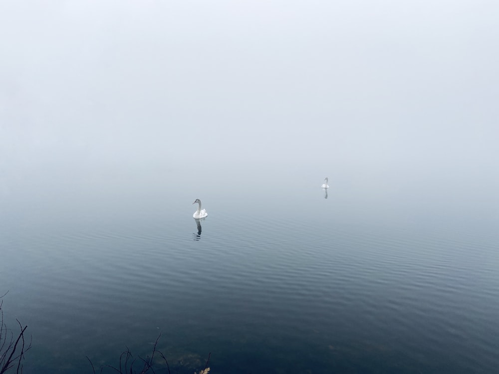 white swan floating on body of water