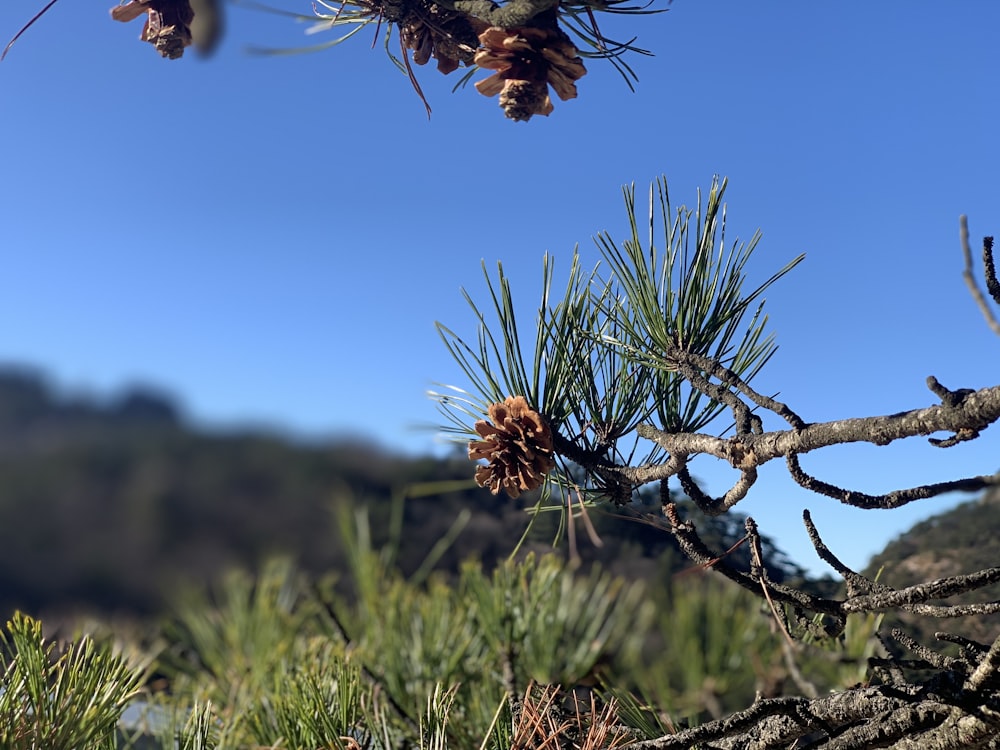 close up photography of pine cone