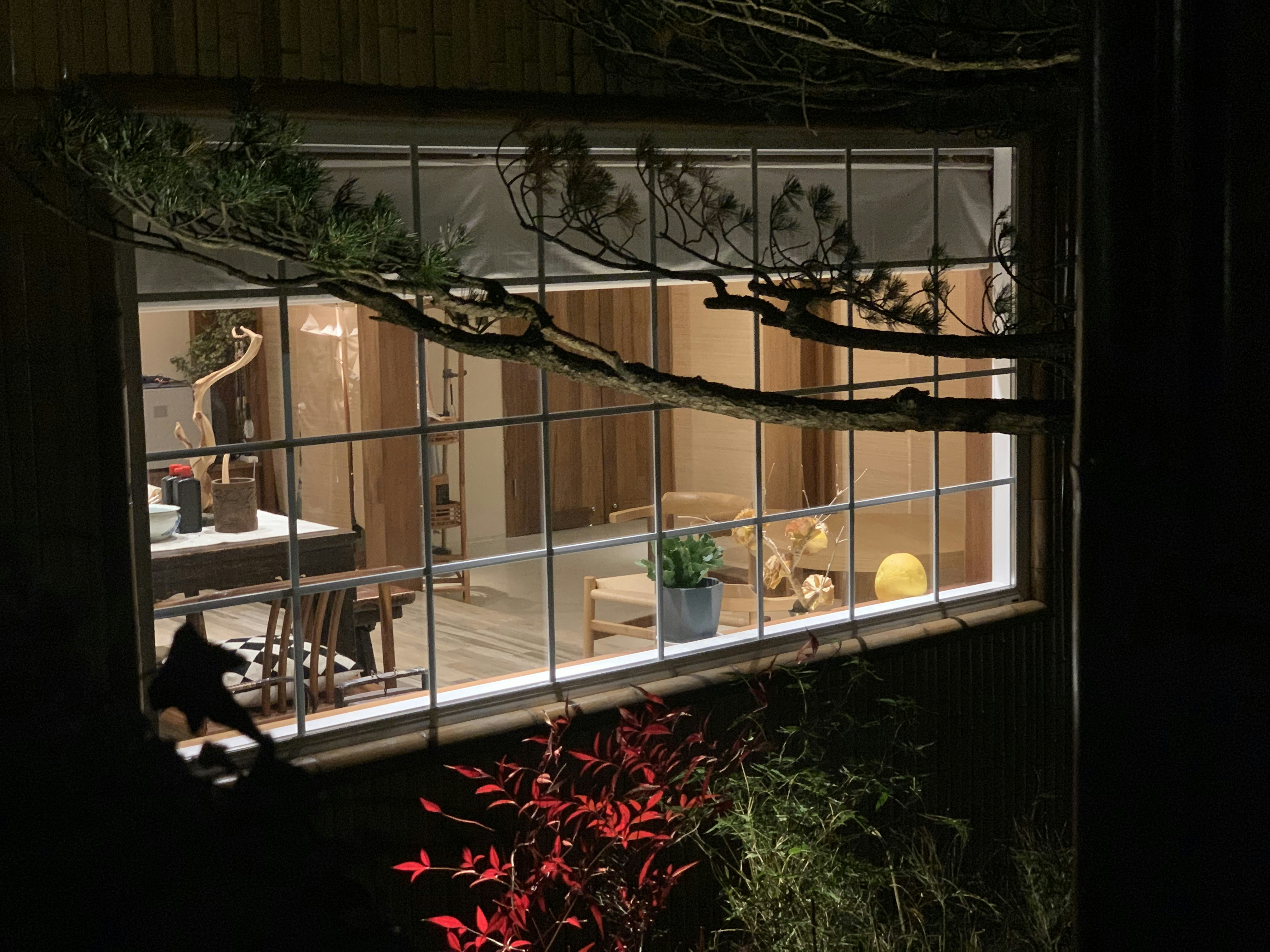 tree beside opened window during nighttime