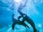 Two sea lions swim gracefully underwater, illuminated by sunlight filtering through the clear blue water. Their sleek bodies and smooth movements convey a sense of freedom and playfulness.