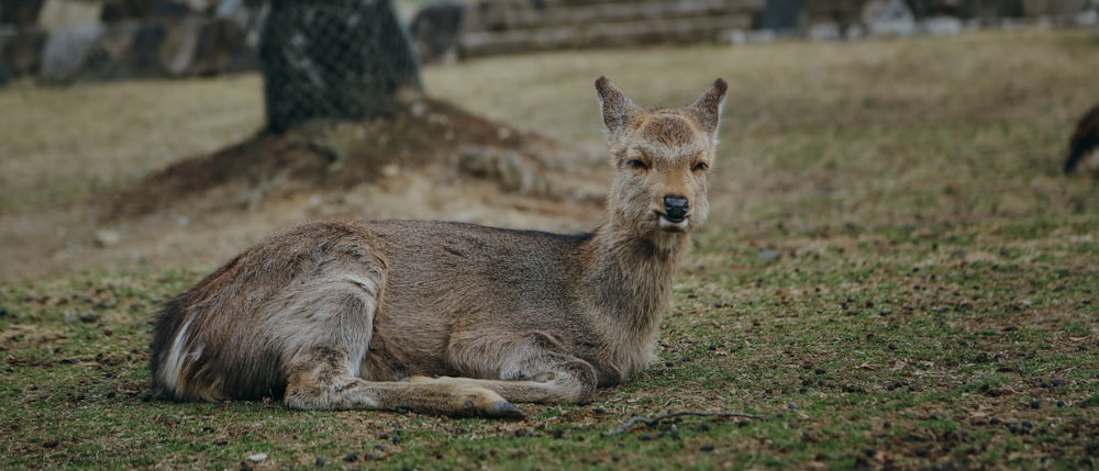 brown deer during daytme