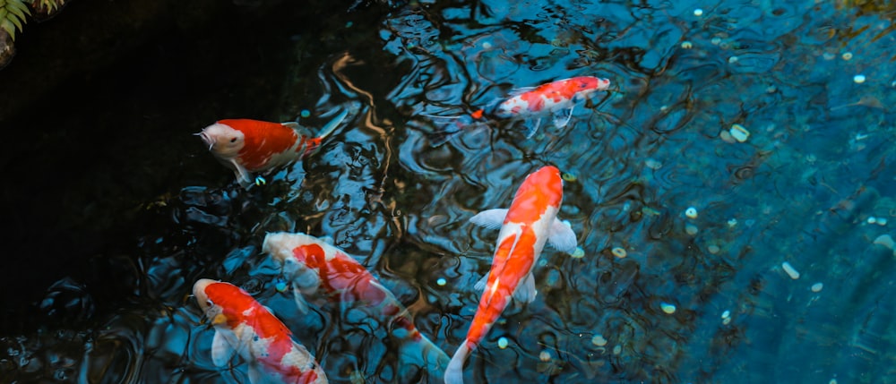 koi fish on water