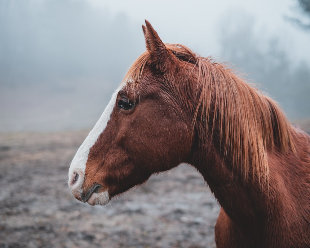 brown horse during day