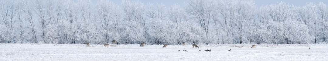 animals on snowy field during daytime