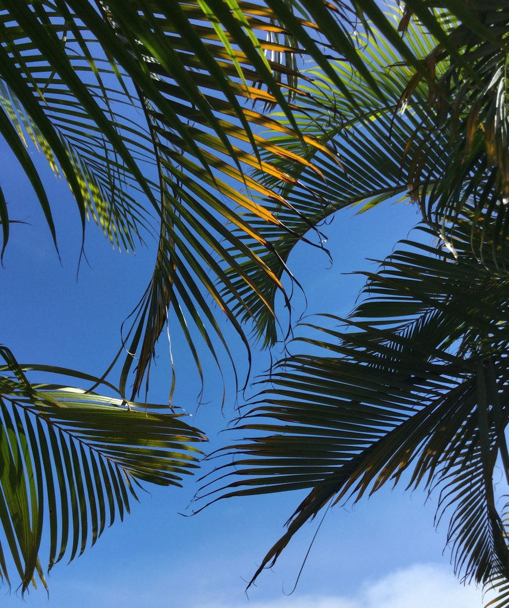 a palm tree with a blue sky in the background