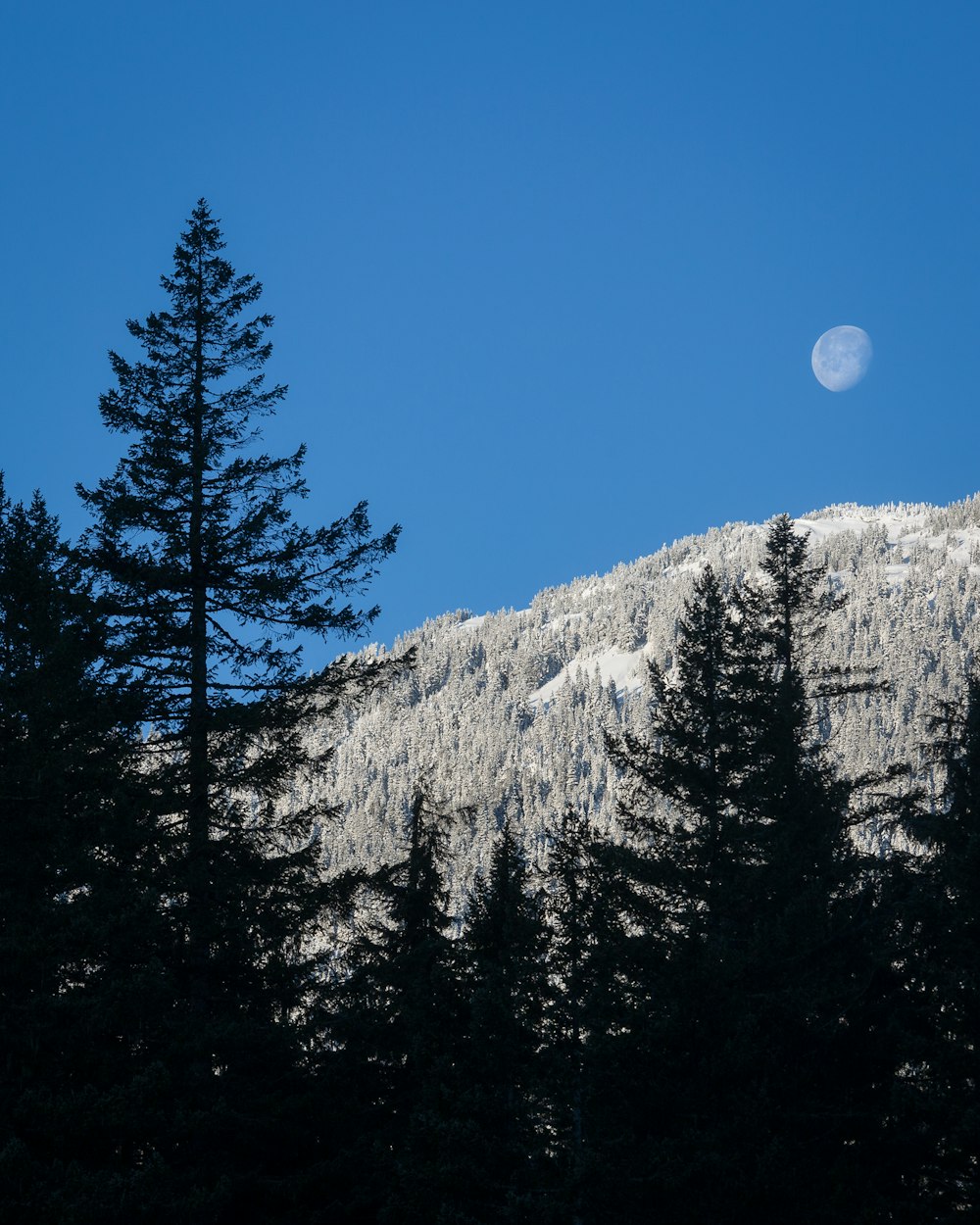 forest viewing full moon view during daytime