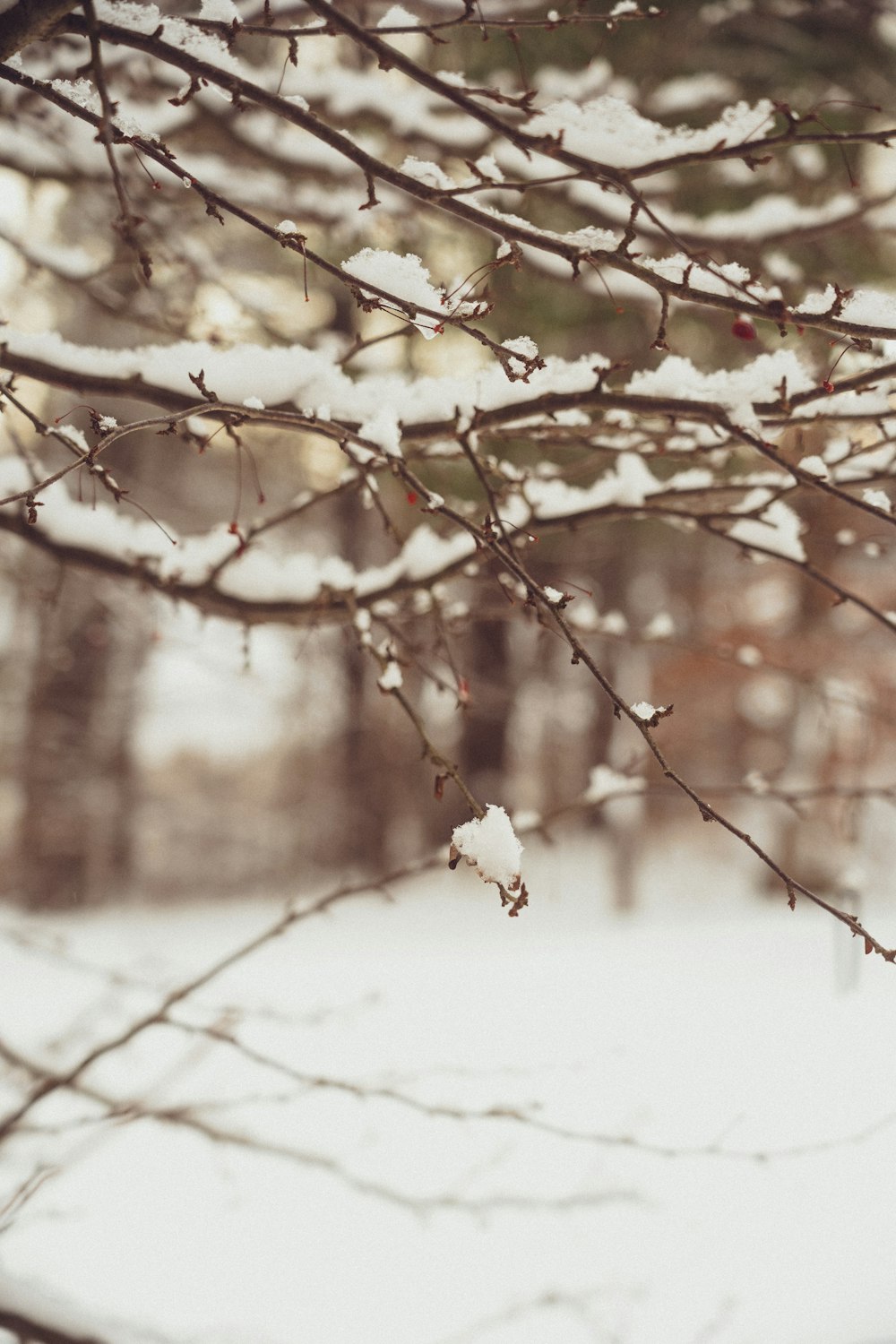 snow covered tree