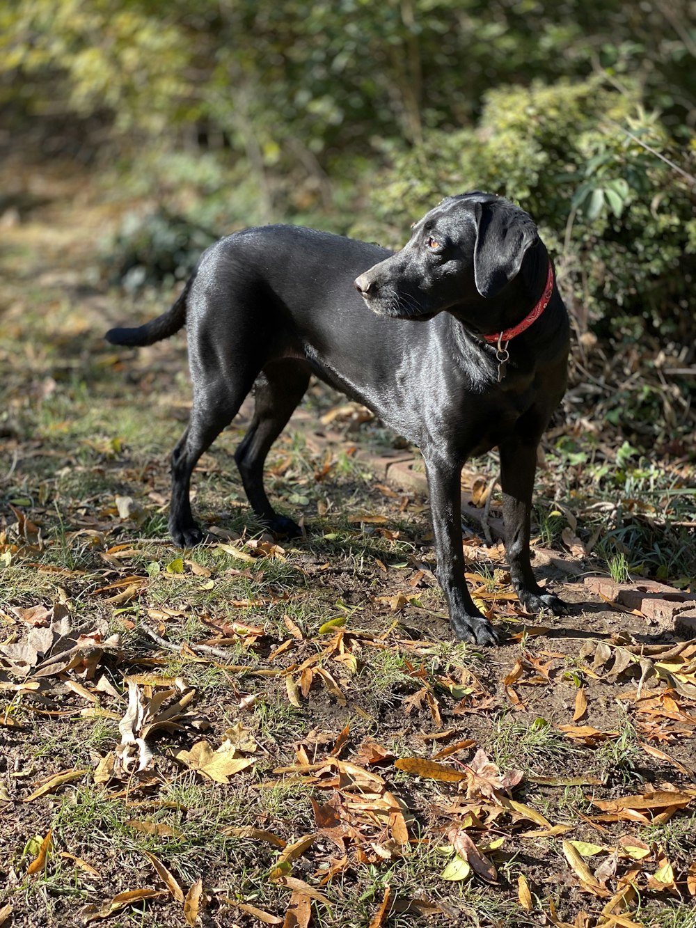 adult black Labrador retriever