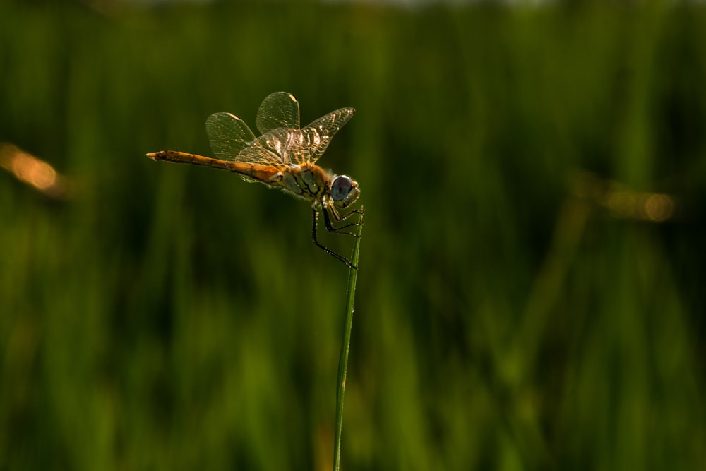 brown and white dragonfly photograph