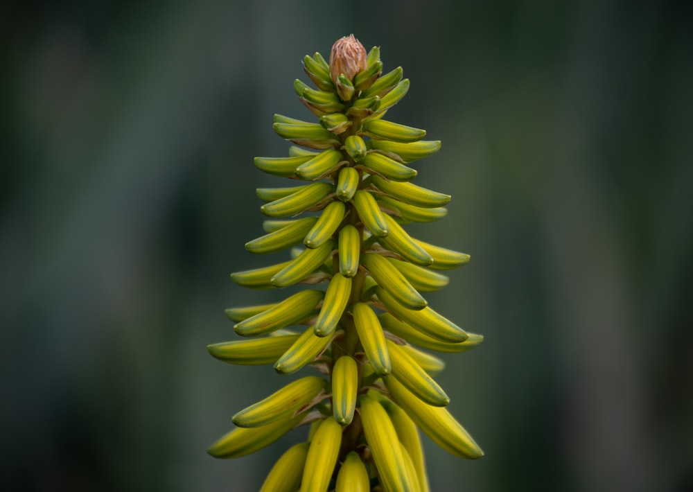 green-leafed plant