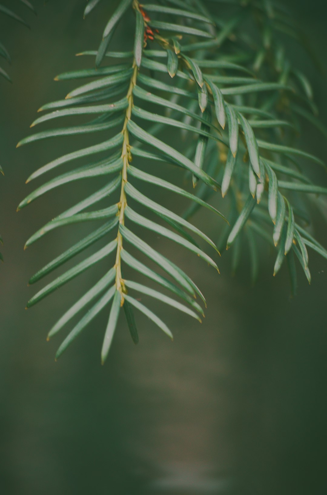 green leafed plant