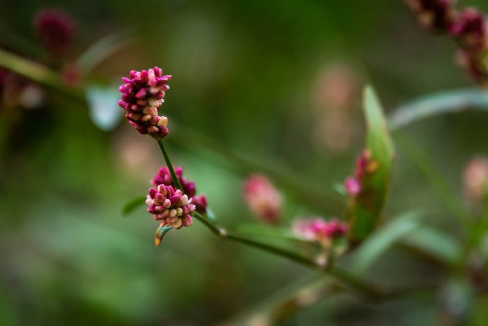 purple petaled flower