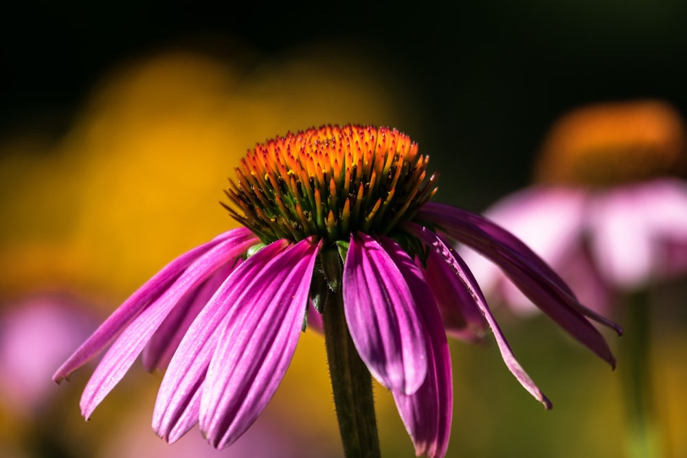 purple petaled flower