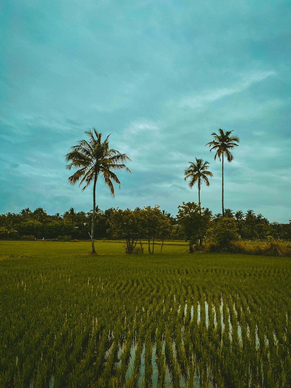 coconut tree on rice field