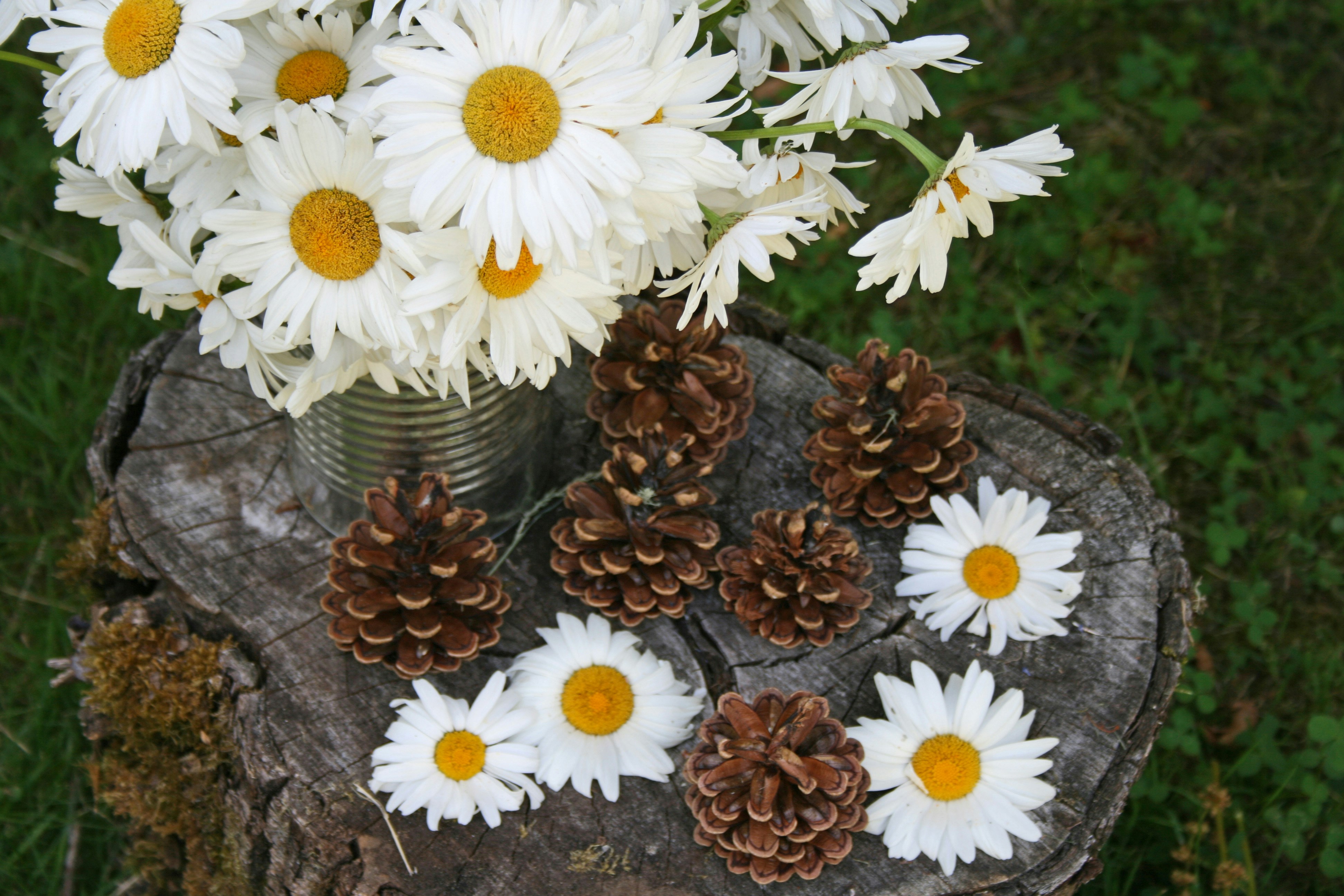 daisy flower photograph