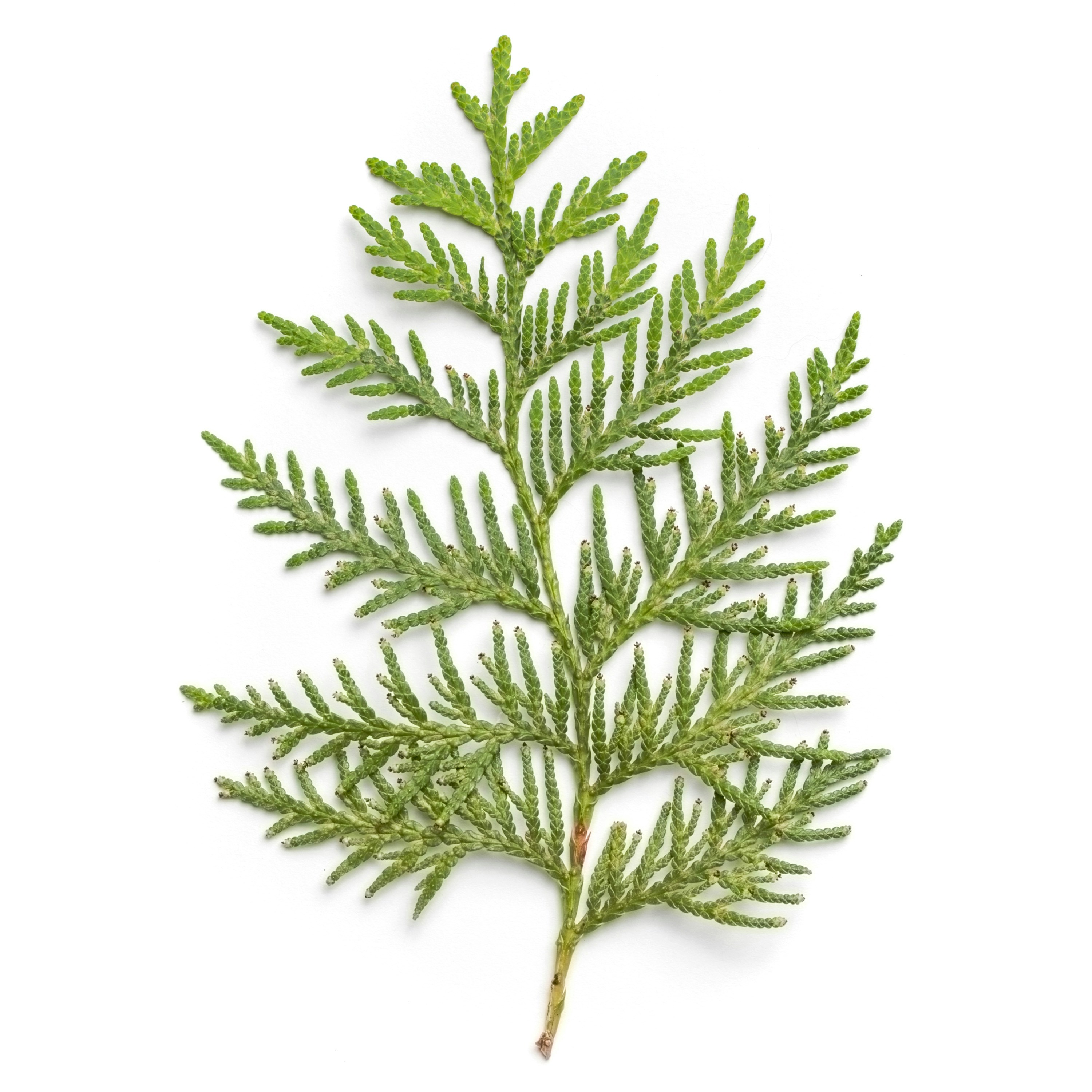 evergreen tree
