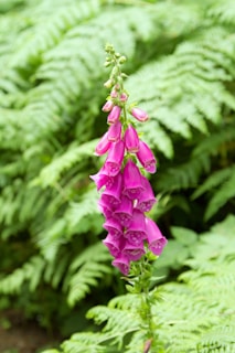 Oregon - dark pink bell shaped flowers in the subtropical forest